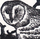 Engraving print of an owl in a black ink on white paper.