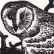 Engraving print of an owl in a black ink on white paper.